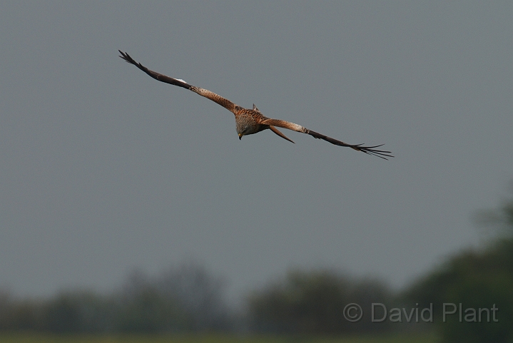Red kite - B.jpg - Red kite in flight - Bedfordshire